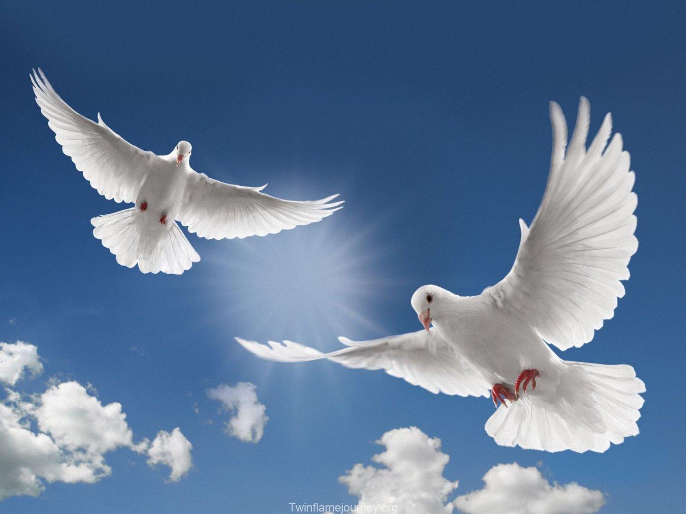White Dove Meaning in Twin Flame Journey